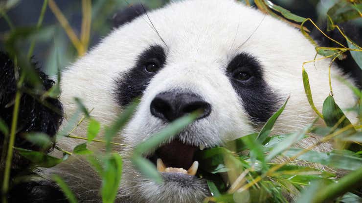 Image for 6 zoos you should visit this summer